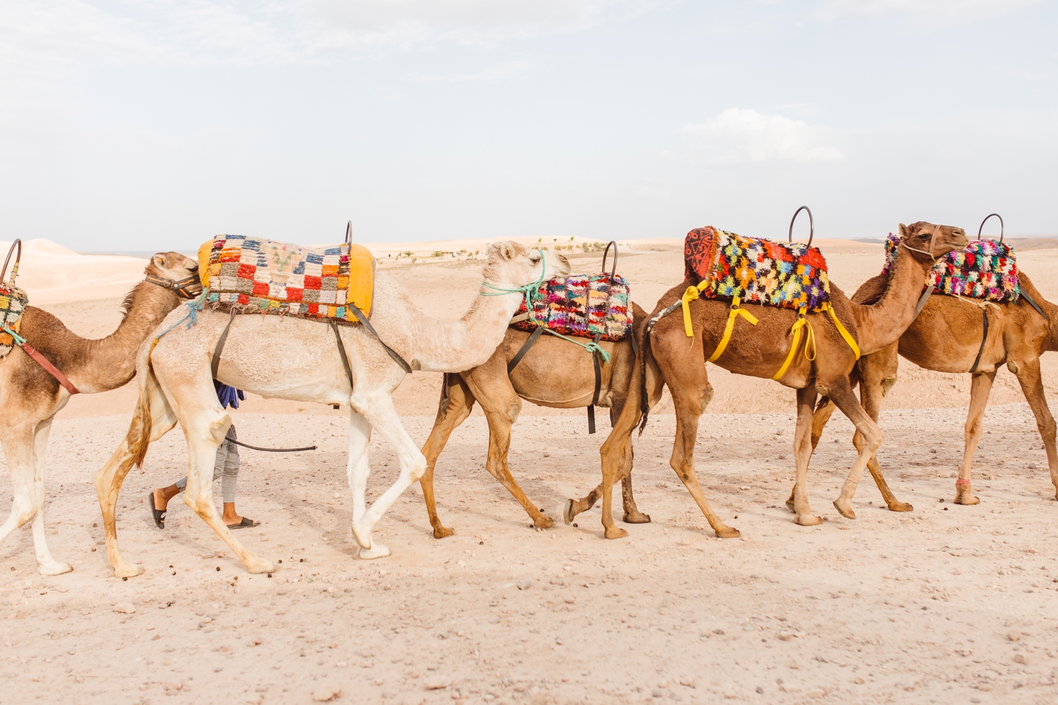 Camels with colorful saddles walking in Afgay Desert in Morocco | Brooke Michelle Photography