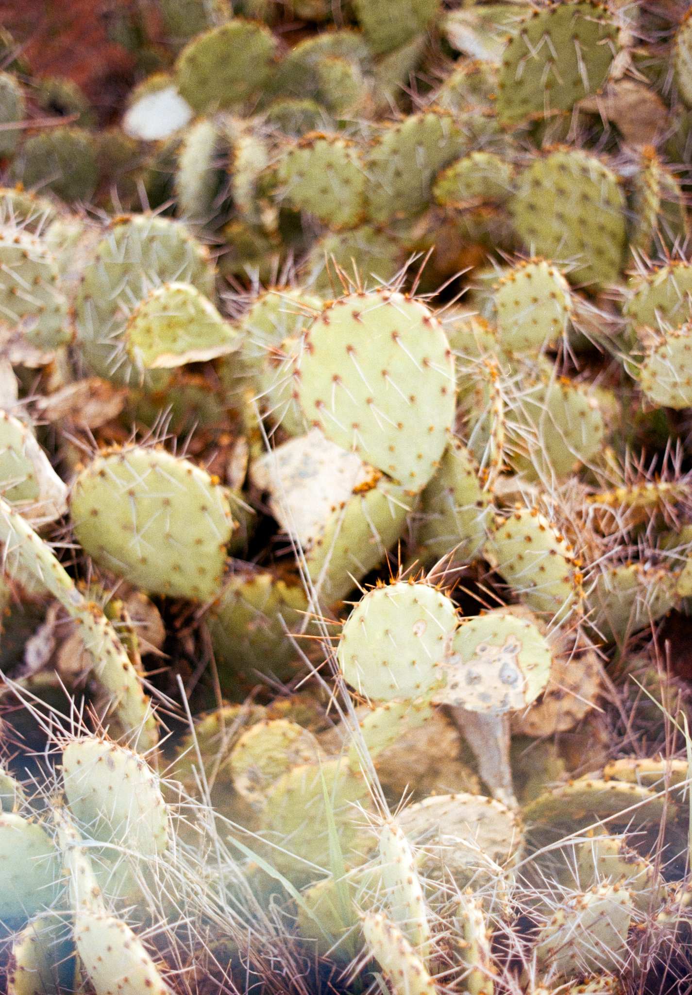 Prickly pear cactus detail shot capturing the desert landscape of a Palo Duro Canyon Texas elopement